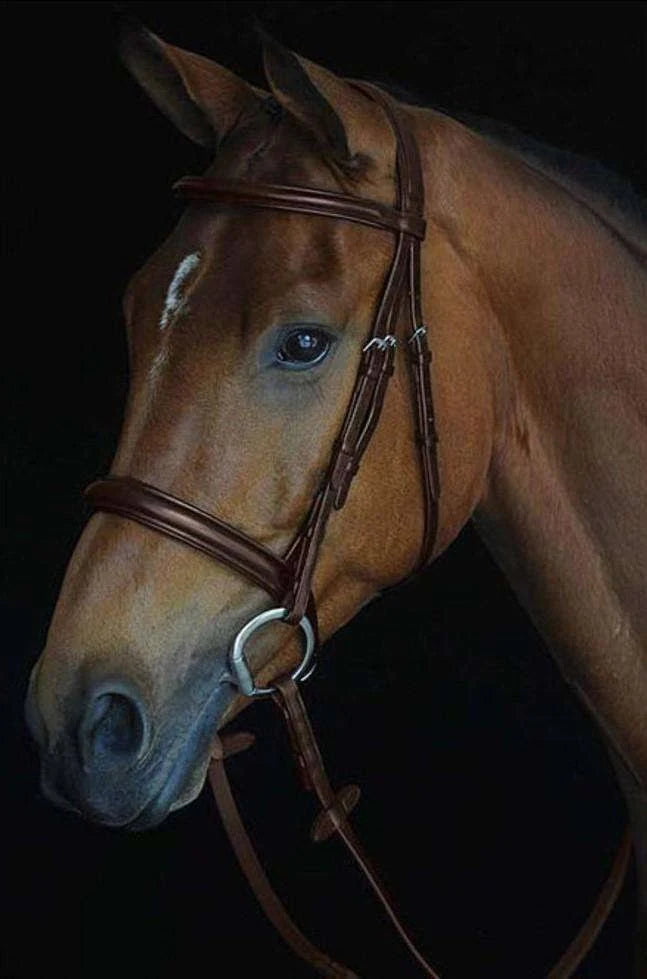 Padded Raised Cavesson Bridle - Black - COB X66635