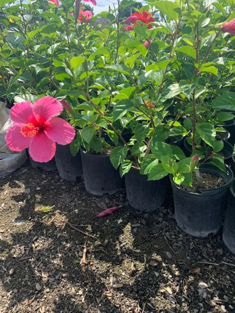 Pink Flower Plant L876810