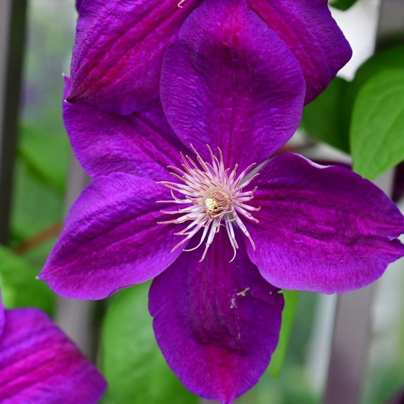 Dark Red Purple Clematis Vine Plant in 2.5 Inch Pot W25804