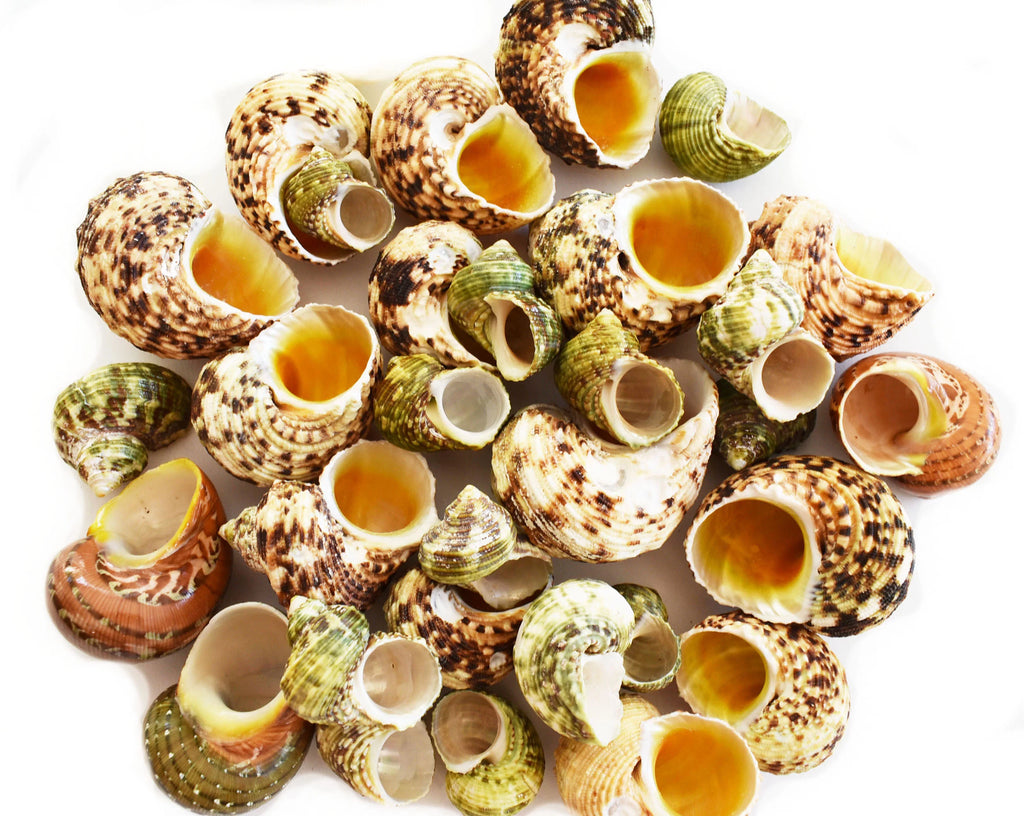 Assorted Turbo Hermit Crab Shells 1"-2" J728