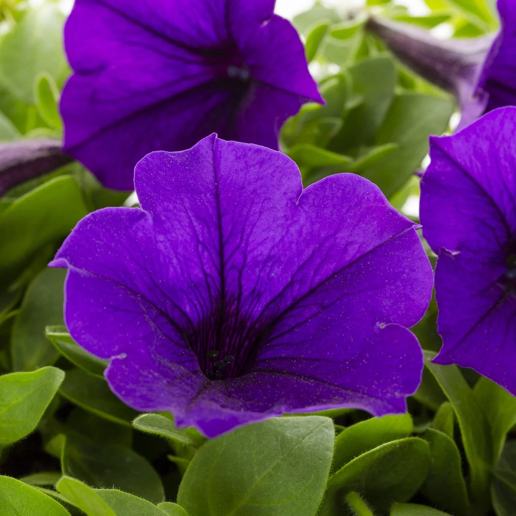 Blue Petunia Annual Live Plant 5-Count with Grower Pot H120