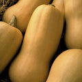 Butternut Squash T17185