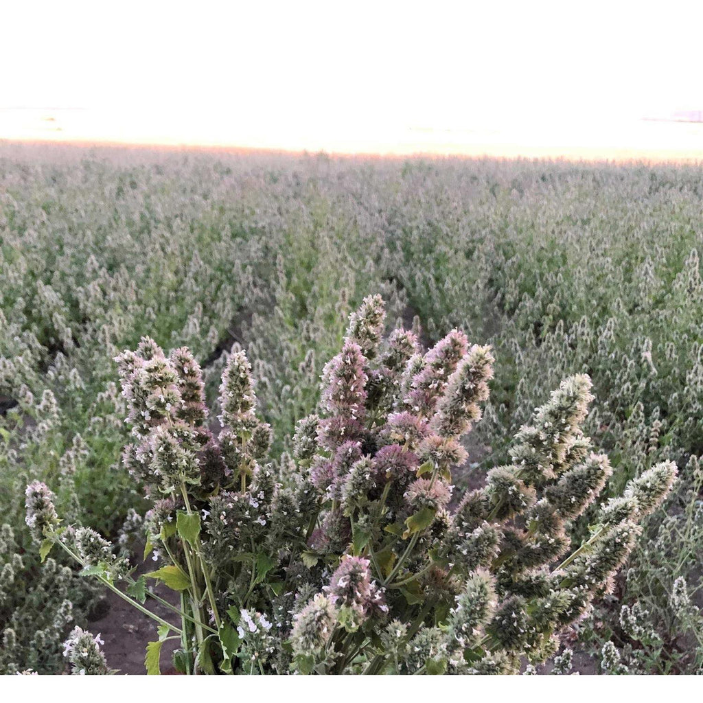 Catnip Buds 4 OZ Bag L338722