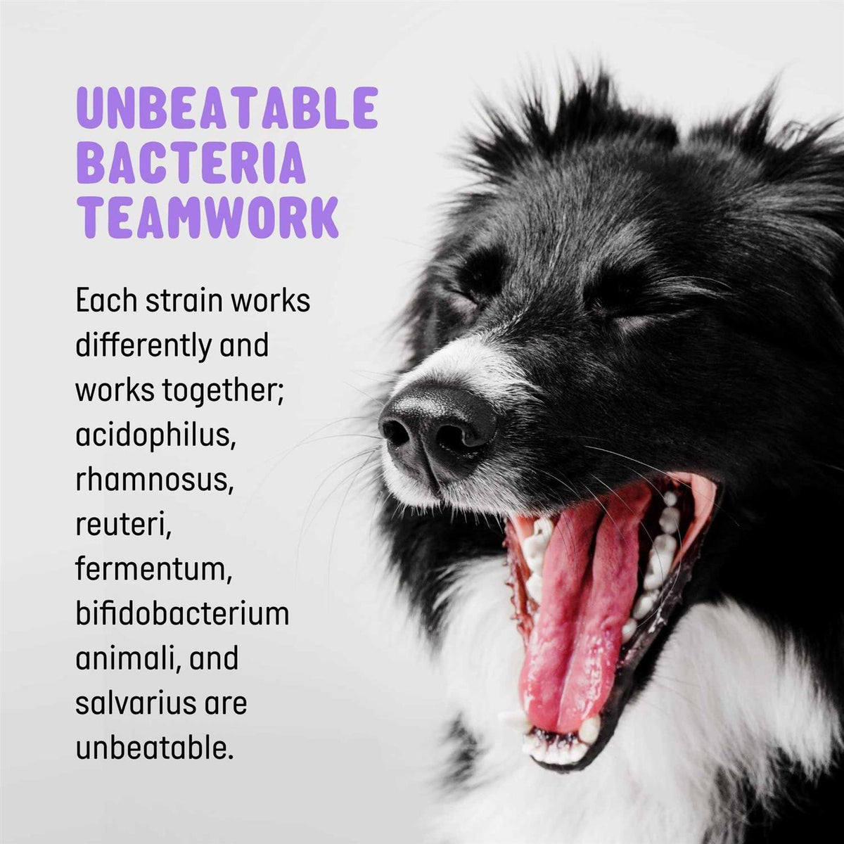 Pet Probiotics and Digestive Enzymes for Dogs J54620