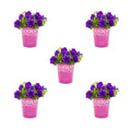 Blue Petunia Annual Live Plant 5-Count with Grower Pot H120