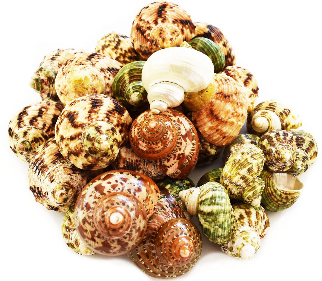 Assorted Turbo Hermit Crab Shells 1"-2" J728