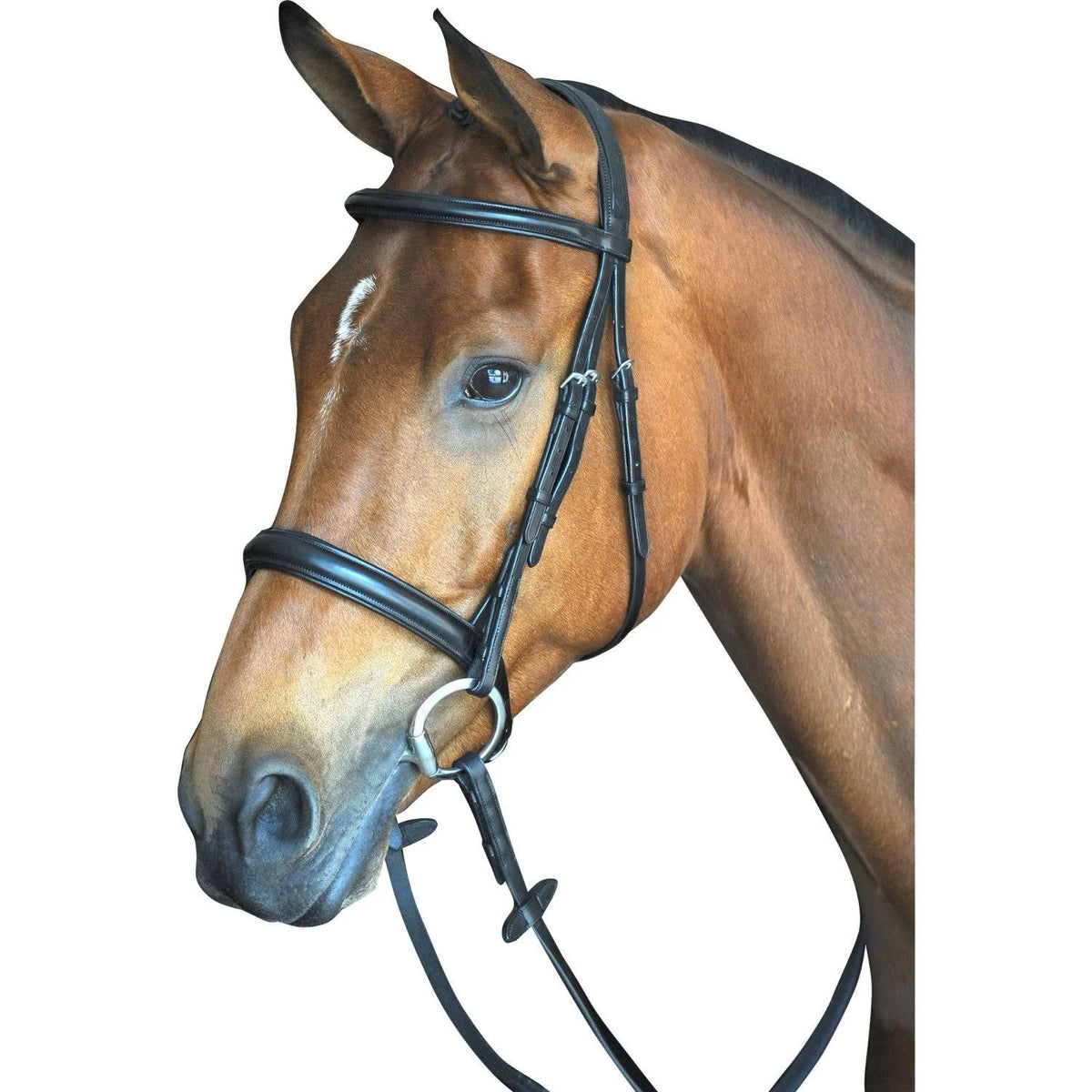 Padded Raised Cavesson Bridle - Black - COB X66635