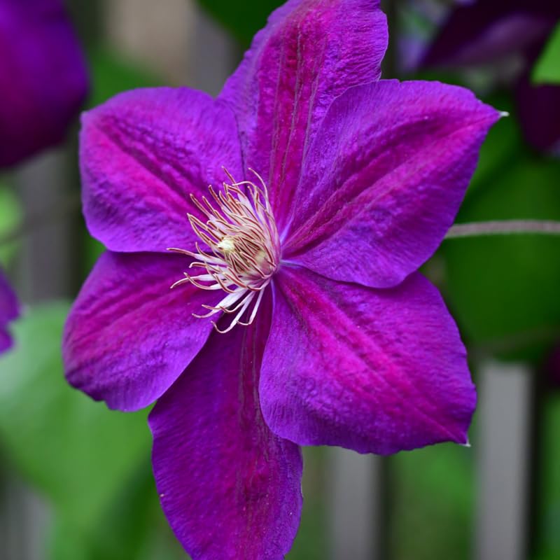 Dark Red Purple Clematis Vine Plant in 2.5 Inch Pot W25804