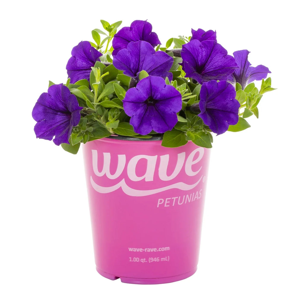 Blue Petunia Annual Live Plant 5-Count with Grower Pot H120