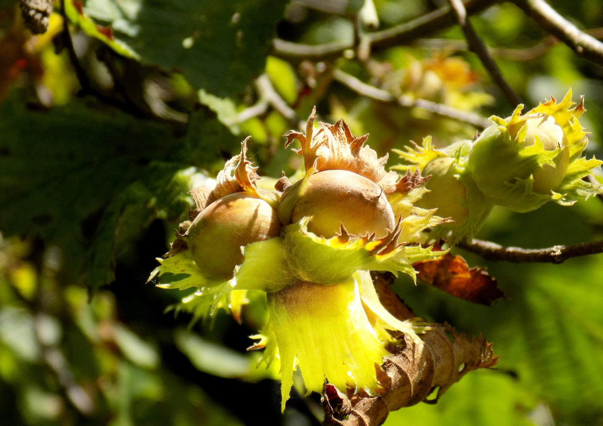 Organic Blanched Hazelnuts 16 Pounds M42000