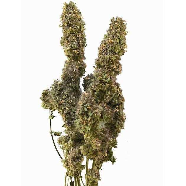 Catnip Buds 4 OZ Bag L338722