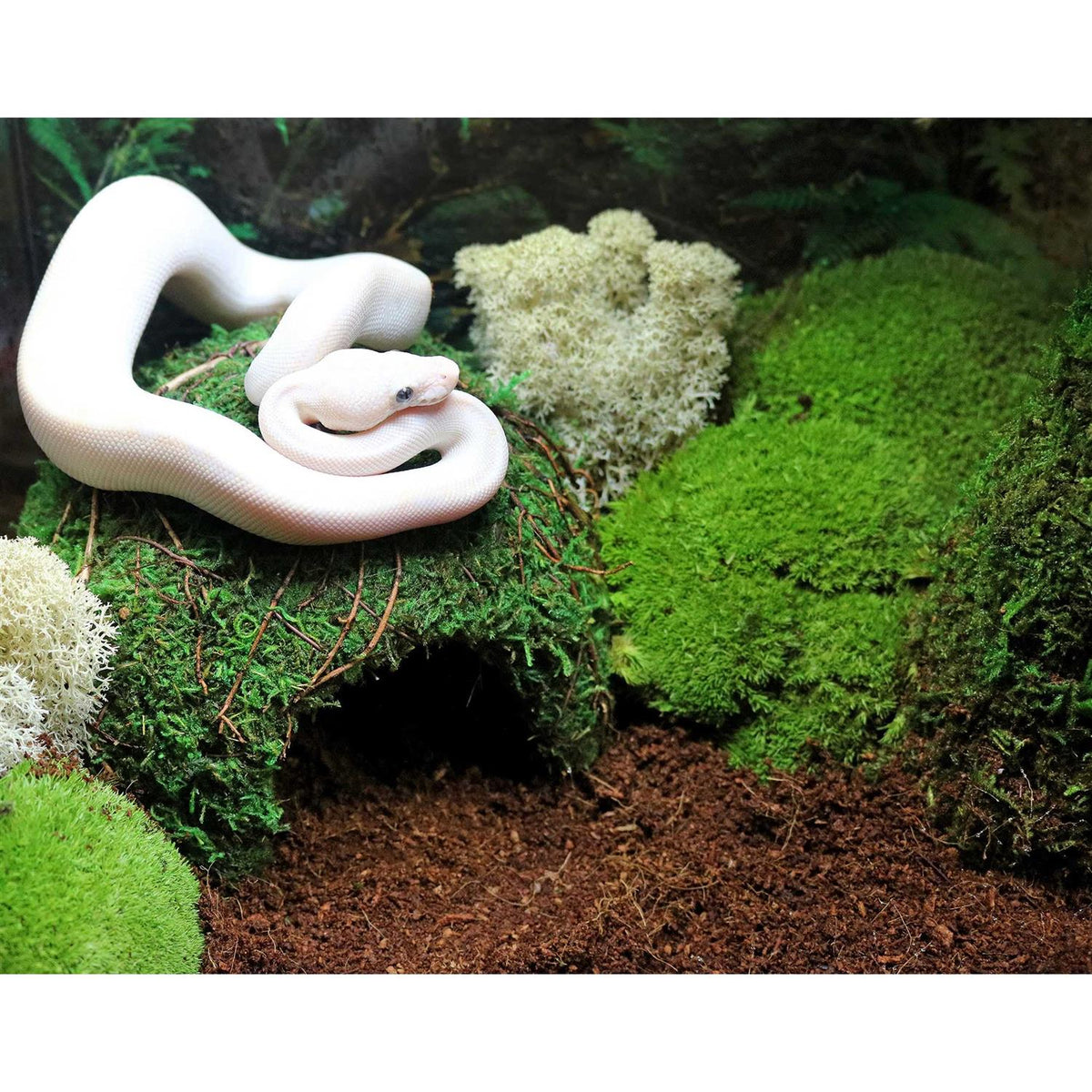 Green Mossy Dome G583