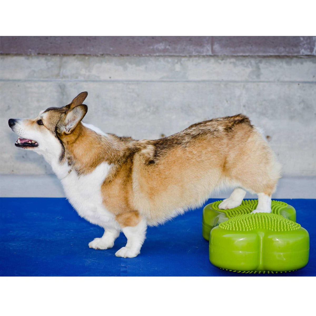 Agility Training C59905