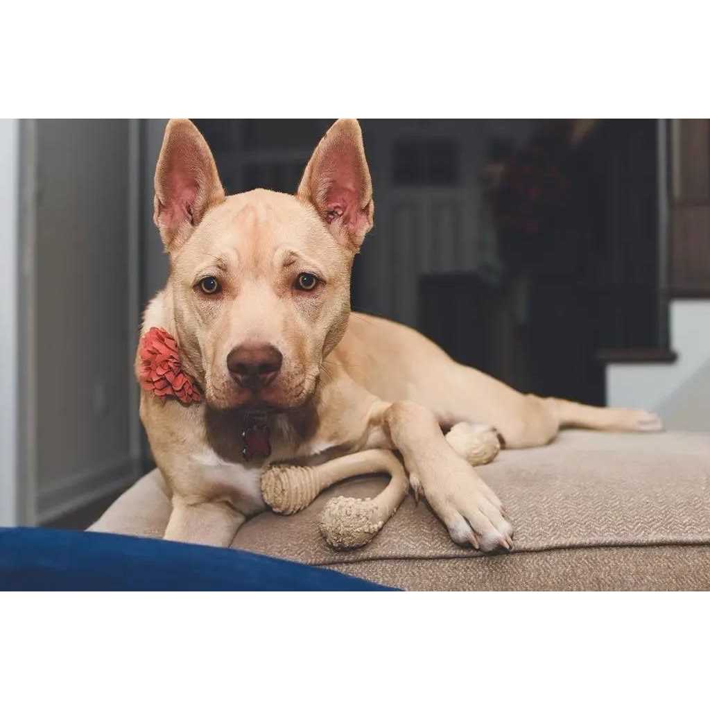 Tough Dog Chew Beef U29629