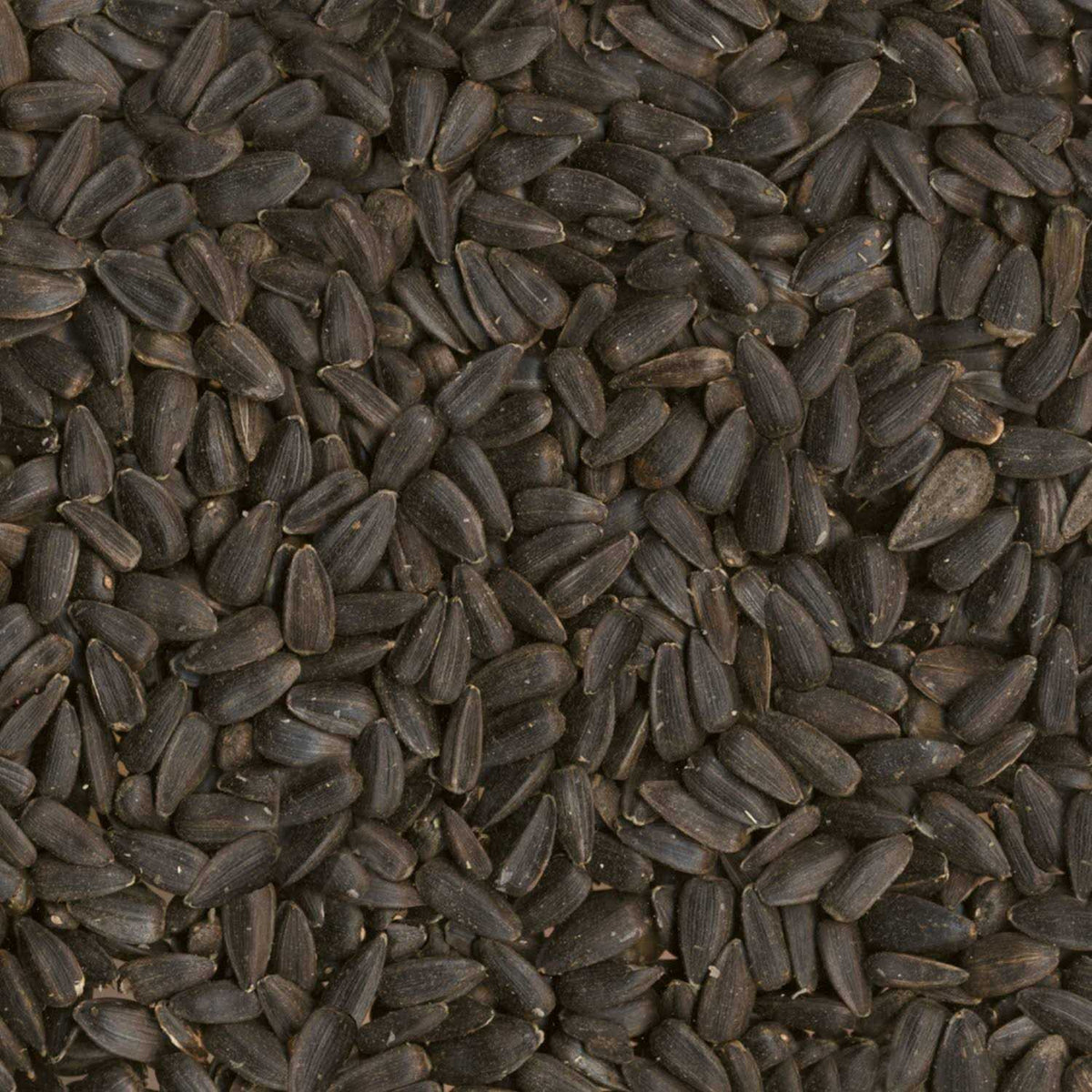 Black Oil Sunflower Seed Wild Bird Food N4090