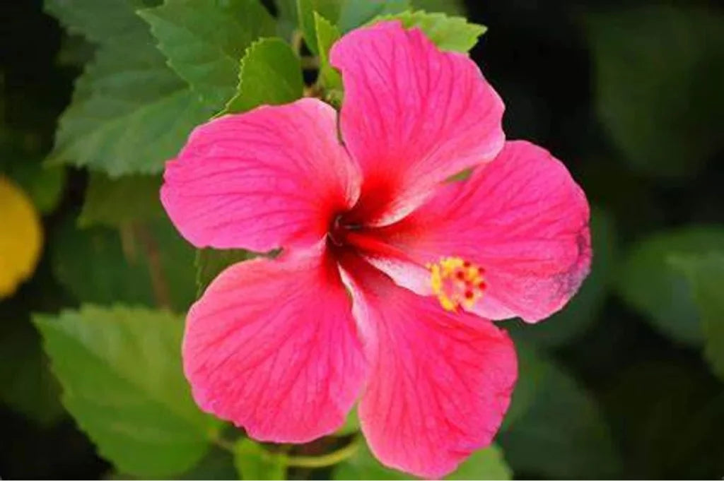 Pink Flower Plant L876810